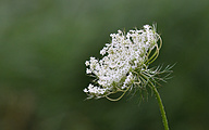 Wild Carrot (Daucus carota)